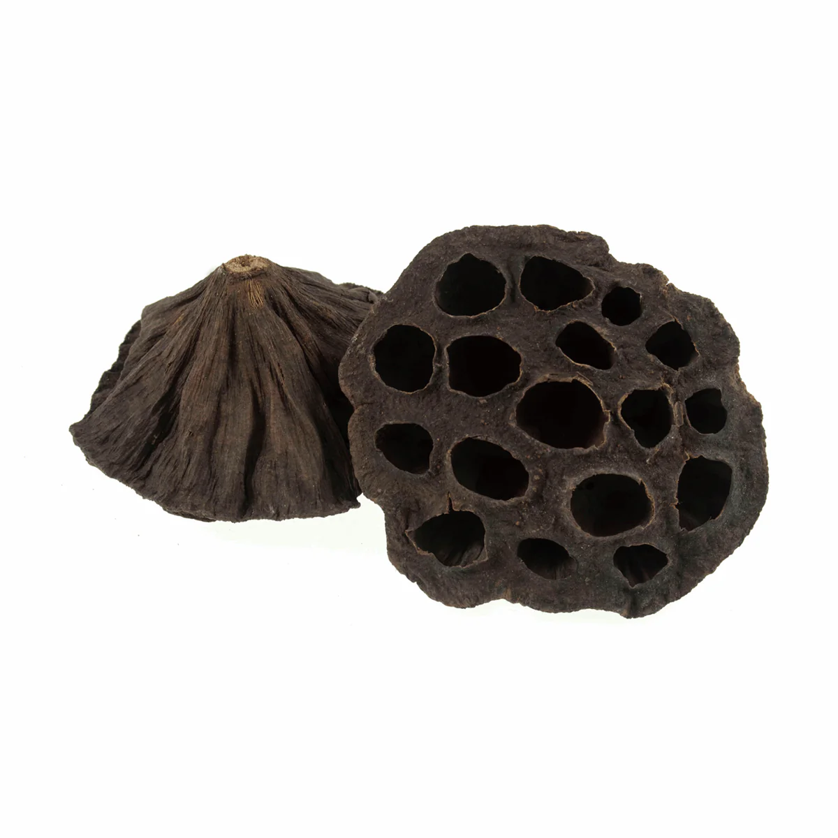 Dried Lotus Flower Heads - 8-10cm (Pack of 2) - Image 2